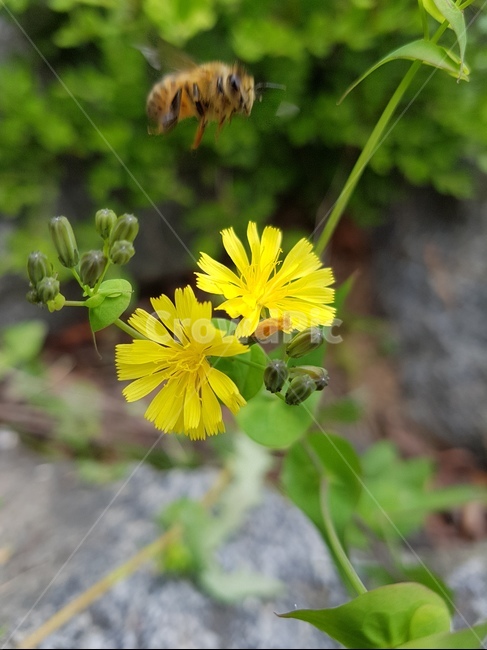 들꽃,벌,노랑꽃,bee,flower,자연,nature,식물,자연,plants,nature,꽃,flower,동물,animal,곤충,벌레,insect,bug