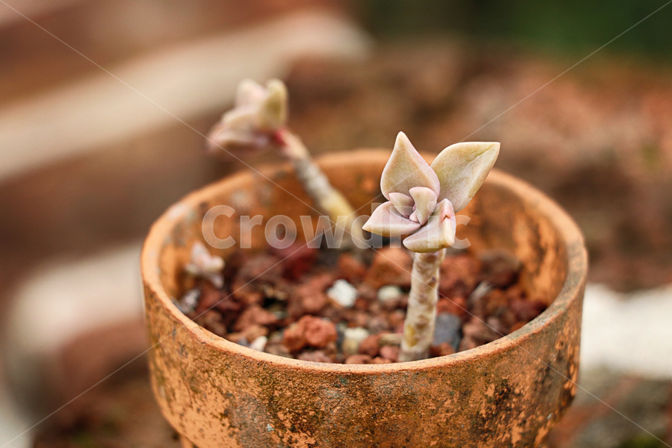 plant,식물,다육이,다육화분,다육,식물,자연,plants,nature