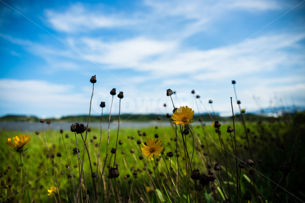 풍경,하늘,꽃,저수지,공원,식물,자연,plants,nature,꽃,flower