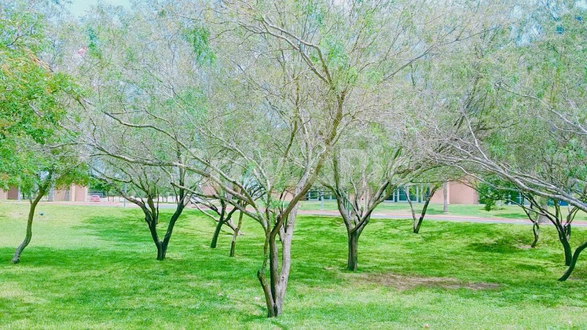 식물,tree,grass,잔디,공원