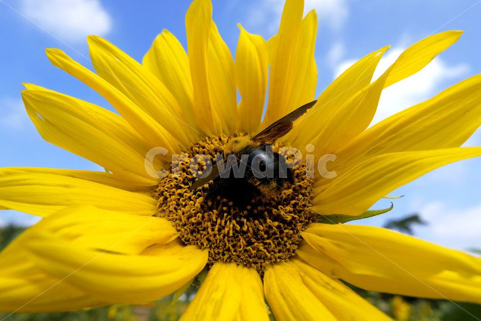 꽃,식물,해바라기,접사,plant,flower,sunflower,closeup,yellow,식물,자연,plants,nature,꽃,flower