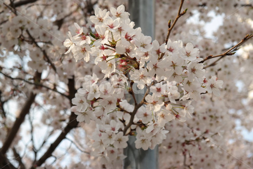 plant,식물,cherryblossom,blossom,벚꽃,꽃