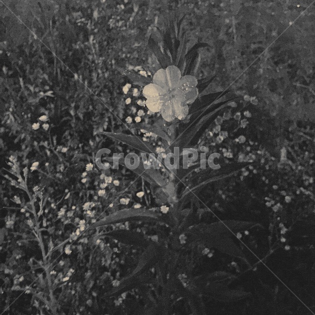 흑백,꽃,숲,꽃송이,네잎클로버,흑백,모노톤,monochrome,black and white