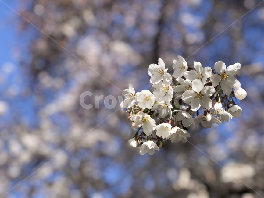 벚꽃,봄,꽃,봄꽃,cherryblossoms,sakura,식물,자연,plants,nature,꽃,flower