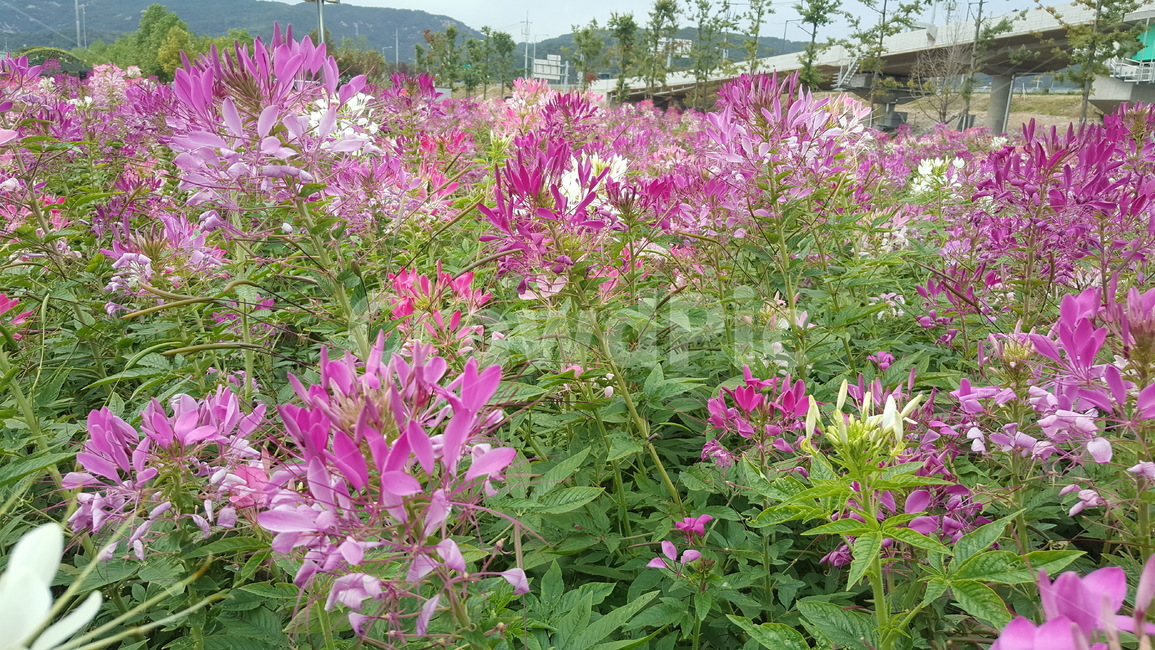 가을꽃,가을,코스모스,꽃축제,꽃,식물,자연,plants,nature,꽃,flower
