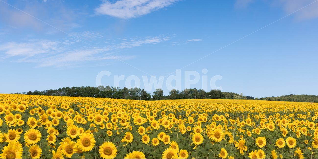 해바라기,해바라기꽃,선플라워,sunflower,꽃,flower,자연,풍경,nature,landscape,식물,plants,꽃,flower,plant