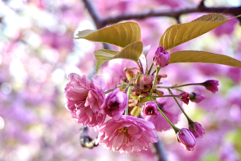 꽃,겹벚꽃,봄꽃,문수사,벚꽃,봄,계절,spring,season,식물,자연,plants,nature,꽃,flower,plant