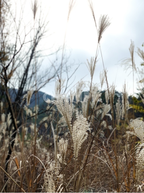 grass,plant,식물,lawn,잔디,산,갈대,갈대밭,억새,reed,flamegrass,silvergrass,억새밭,갈댓잎,mountain,나무,숲,tree,forest,wood,woods,관악산,가을,계절,fall,autumn,season,식물,자연,plants,nature