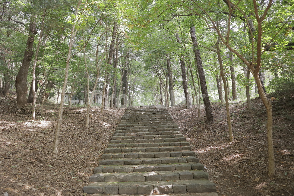 path,통로,outdoors,옥외,계단,숲