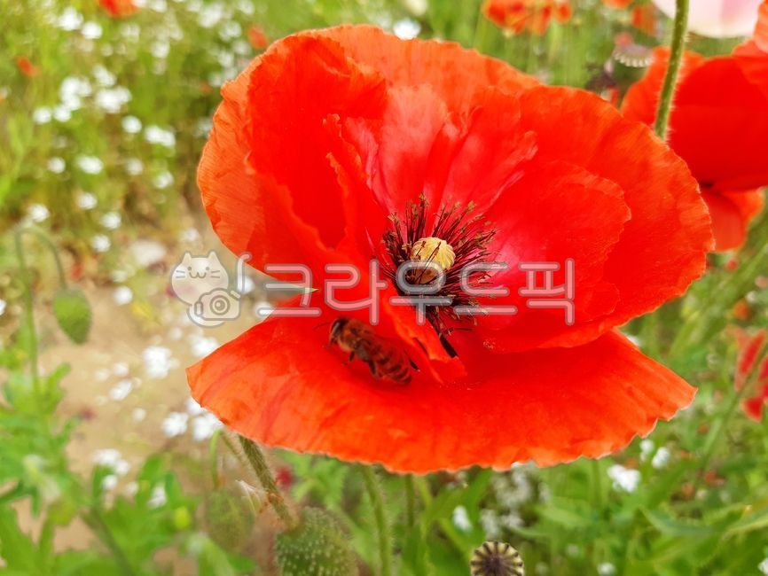 flower,꽃,blossom,poppyflower,양귀비