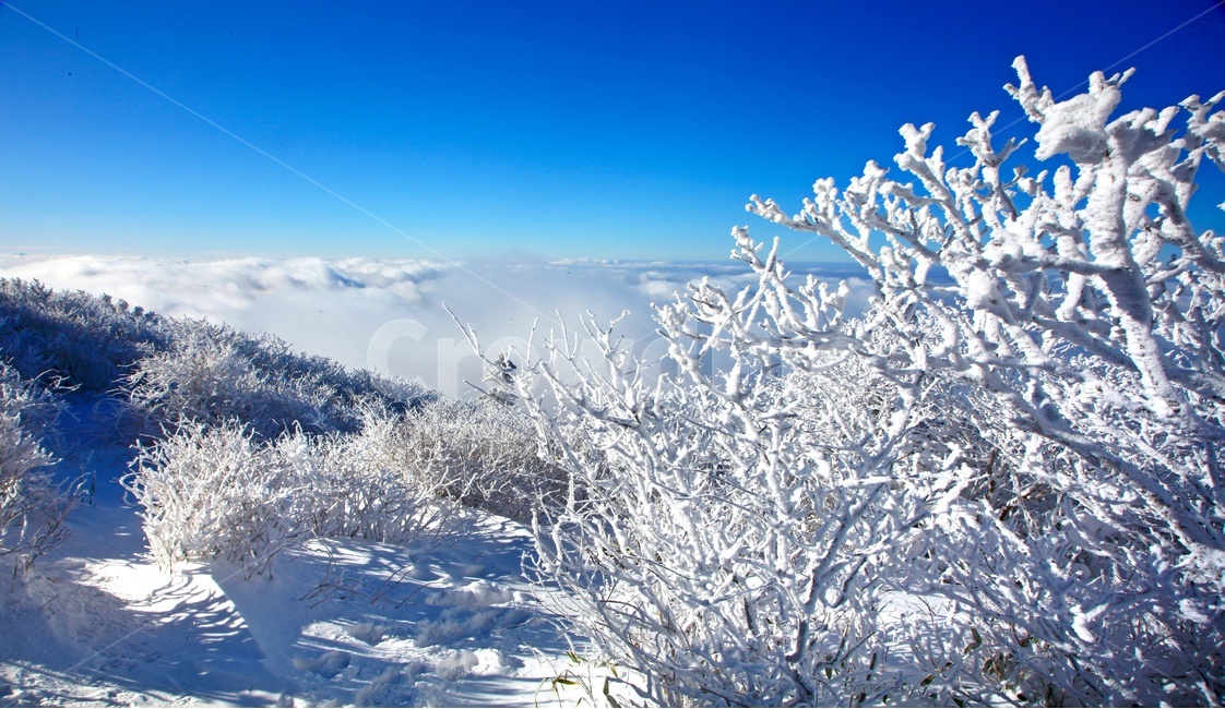 tree,나무,plant,식물,nature,자연,outdoors,옥외,ice,빙,snow,눈,mountain,산,mountainrange,산맥,상고대,무주,덕유산,덕유산설경,설경,설천봉,향적봉,중봉,덕유산국립공원,운해