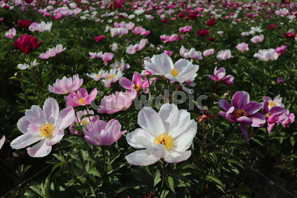 꽃,축제,봄꽃,봄날,배경,spring,태화강,울산태화강,태화강지방공원,울산꽃축제,flowers,festival,ulsan,nature,바탕,흰색,분홍색,garden,예쁜,정원