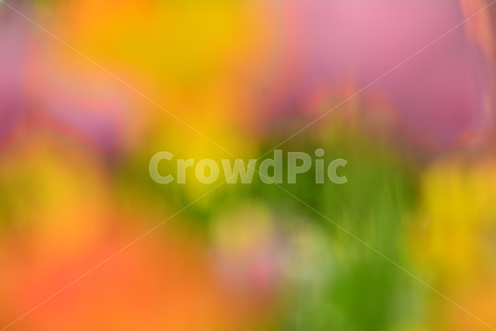 봄,봄이미지,꽃,봄꽃,배경,바탕화면,백그라운드,아웃포커스,배경화면,색감,칼라풀,colorful,flowers,background,몽환적,dreamy,꿈,아름다운,뷰티풀,카다로그,광고,디자인소스,그래픽소스,beautifulcolor,채도,색상,pink,분홍색,파스텔톤,노랑,보라,퍼플,purple,violet,yellow,red,빨강,녹색,그린,봄,계절,spring,season,감성,sensible,feeling,색깔,색상,색채,색감,color sense,color sensitivity,feeling of color