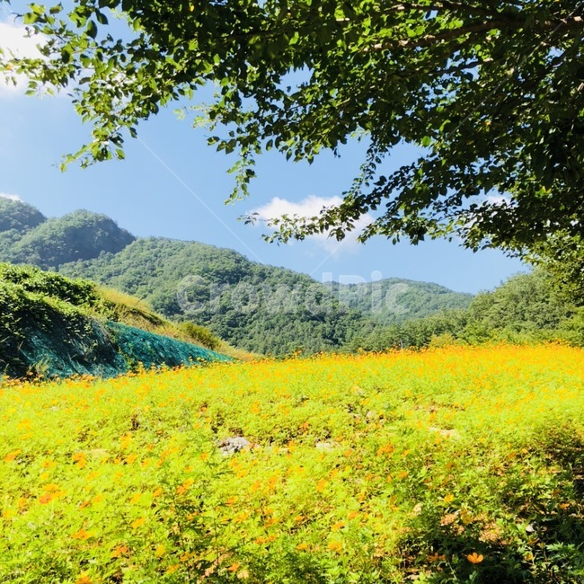 풍경,꽃,자연,봄,산,하늘,봄,계절,spring,season,자연,풍경,nature,landscape,grassland,목초지,outdoors,옥외,field,들