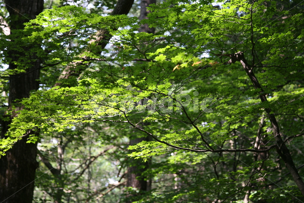tree,나무,식물,자연,빛,풍경,나무,trees,wood