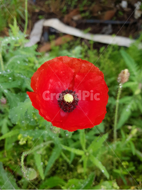 양귀비,꽃,flower,red,spring