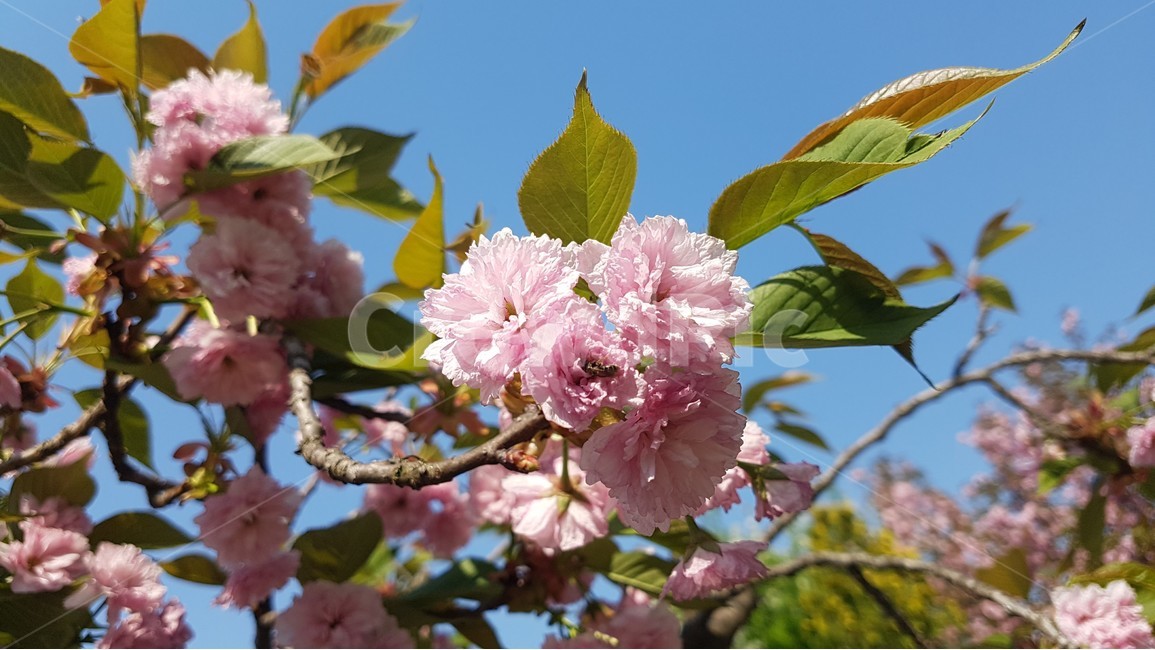 겹벚꽃,벚꽃,봄,꽃,핑크,cherryblossom,분홍,분홍색,하늘,자연,flower,flowers,spring,nature,plants,계절,pink,season,식물,왕벚꽃,꽃잎,sky,봄,계절,spring,season,식물,자연,plants,nature,꽃,flower,plant
