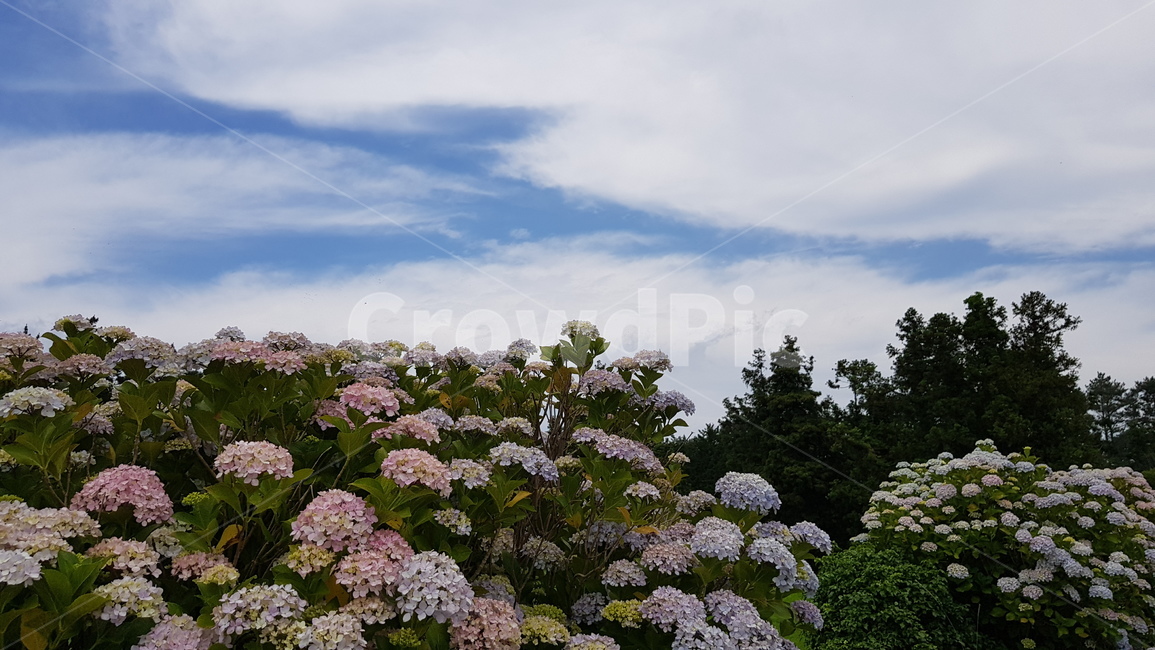 수국,hydrangea,식물,plants,flower,항몽유적지,제주,자연