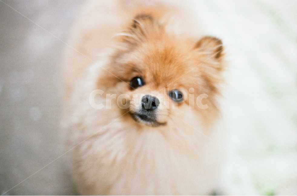 포메라니안,강아지,반려견,동물,가족,사랑,필름사진,감성사진,dog,family,love,film,sensitive,동물,animal,포유류,mammal,개,강아지,dog,doggy,감성,sensible,feeling