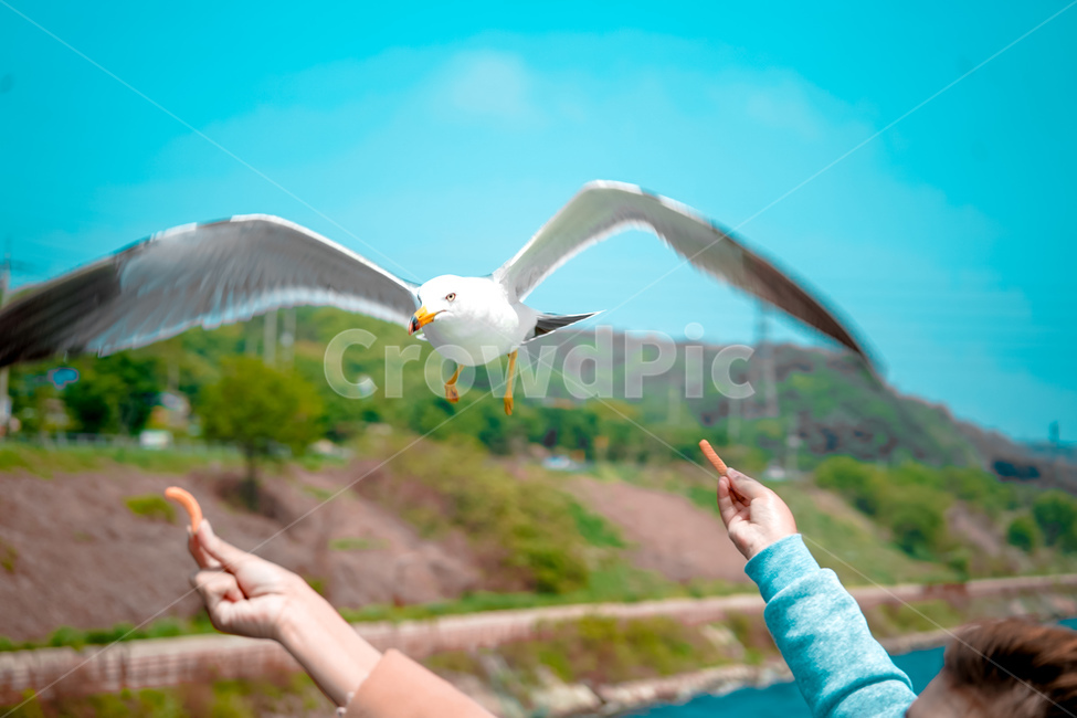 새,동물,bird,seagull,갈매기,하늘,강,river,동물,animal,조류,새,birds
