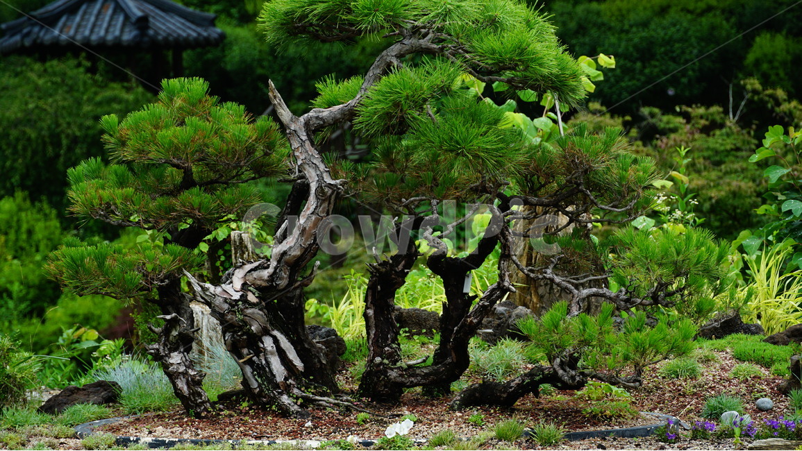 가평,숲,풍경,아침고요,수목원,식물,자연,plants,nature,나무,trees,wood
