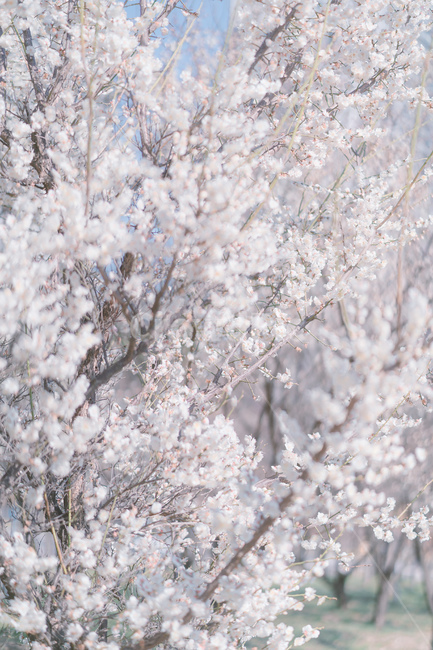 매화,봄,봄꽃,꽃,매화꽃,봄,계절,spring,season,식물,자연,plants,nature,꽃,flower,plant,blossom