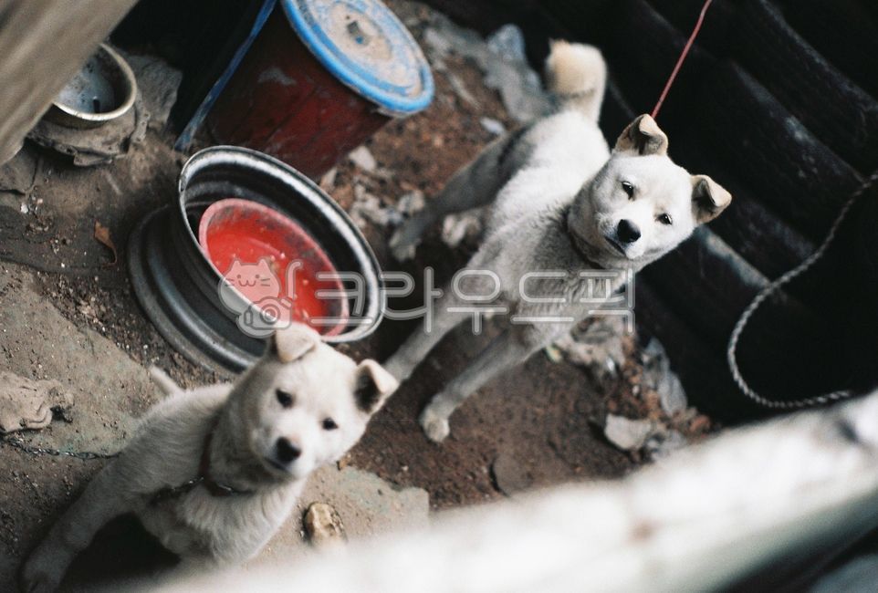 백구,진돗개,시골개,개,강아지,dog,애완동물,반려동물,animal,pet,흰강아지,하얀색,흰개,반려견,미소,doggy,동물,포유류,멍멍이,행복,웃음,puppy,기쁨,아름다운,예쁜,감정,감성적인,감성이미지