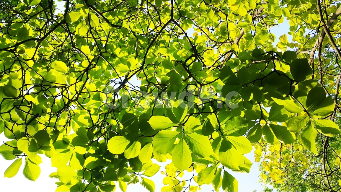 아침,아침햇살,목련,나뭇잎,연초록나뭇잎,식물,자연,plants,nature,휴식,힐링,rest,relaxation,healing