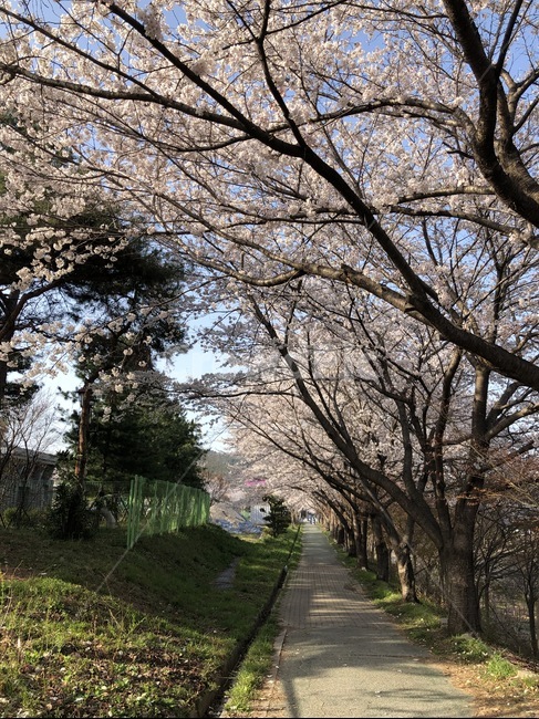 plant,식물,tree,나무,꽃