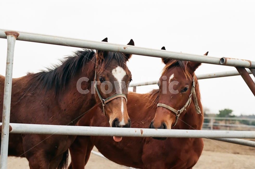 말,horse,colthorse,콜트호스,동물,animal,동물,animal,포유류,mammal