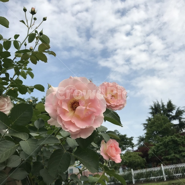 장미,장미축제,분위기,감성,감성사진,식물,자연,plants,nature,꽃,flower