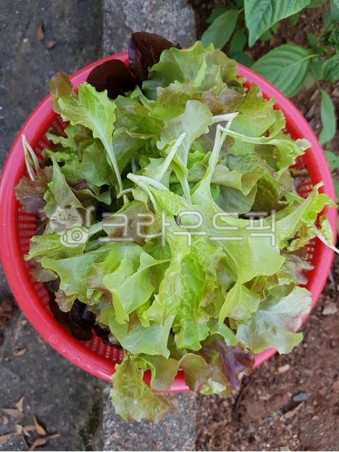 pollutionfree,Lettuce,fresh vegetables,garden plants,Growing a vegetable garden,Lettuce wrap,vegetable