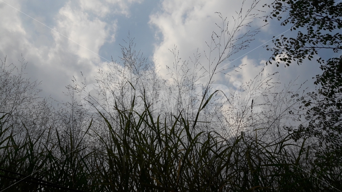 바람,하늘,구름,풀,고요,자연,풍경,nature,landscape,식물,plants,weather,날씨,outdoors,옥외,sky,cumulus,적운,cloud