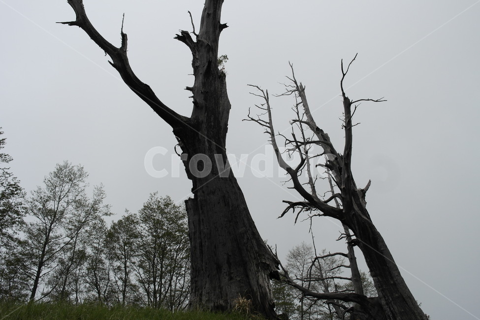 고목,괴목,나무,신비,고사목,자연,고지대,식물,자연,plants,nature,나무,trees,wood