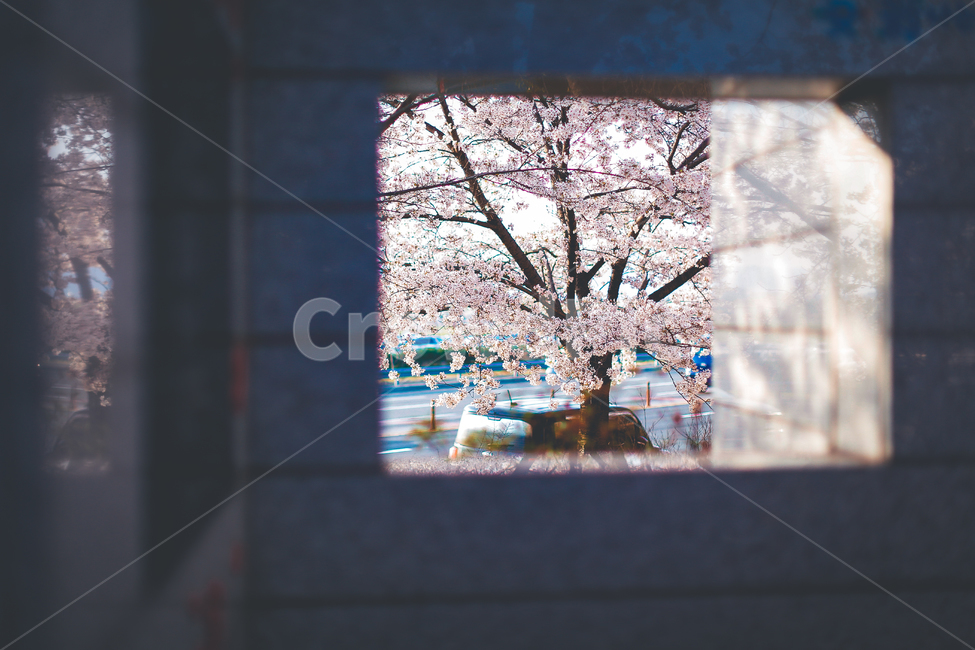 벚꽃,봄,나무,풍경,자연,돌,벽,봄,계절,spring,season