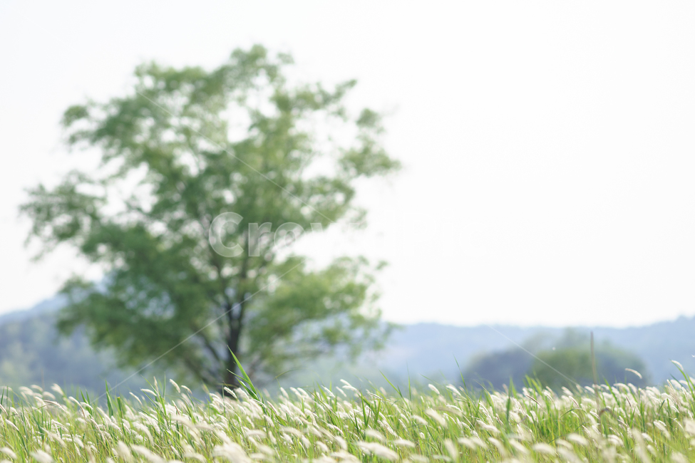 우음도,나무,억새,편안한느낌,flamegrass,자연,풍경,nature,landscape,식물,plants,나무,trees,wood,휴식,힐링,rest,relaxation,healing,grass,잔디,plant