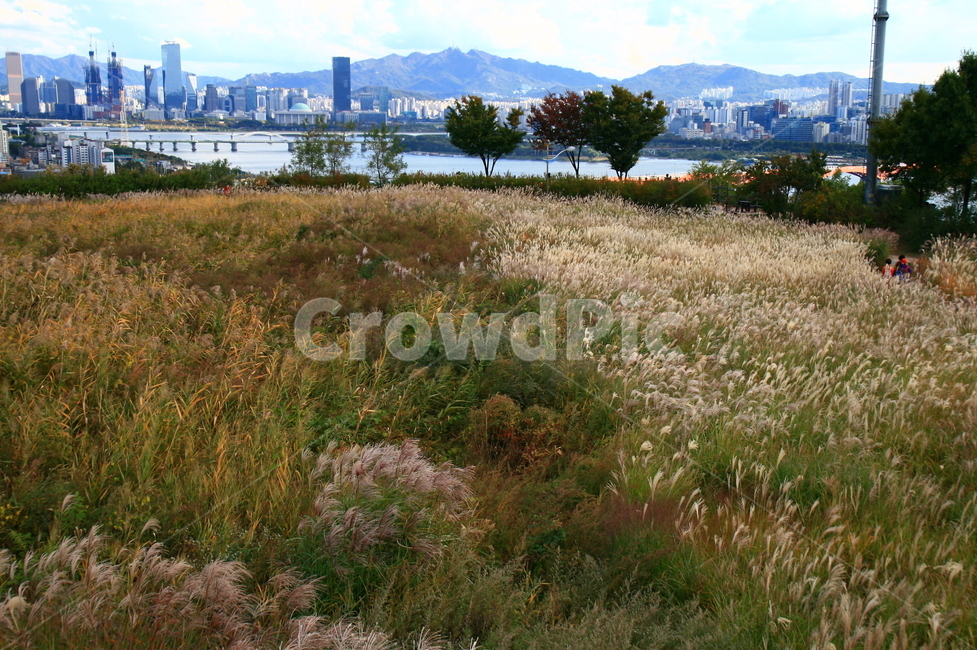 가을,하늘,하늘공원,억새,억새축제,파란하늘,구름,풍경,가을,계절,fall,autumn,season,도시,풍경,city,landscape,한국도시풍경,한국도시경관,korea cityscape,nature,자연,grassland,목초지,field,들,outdoors,옥외,grass,잔디,plant,식물
