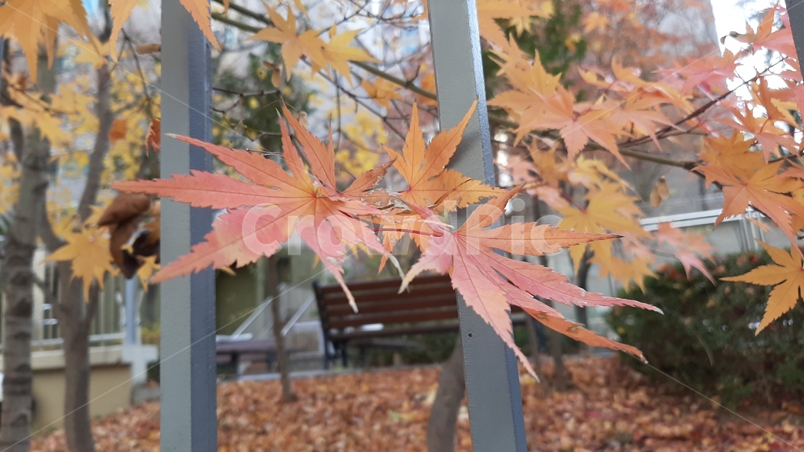 가을풍경,plant,식물,단풍,maple,leaf,잎,tree,나무