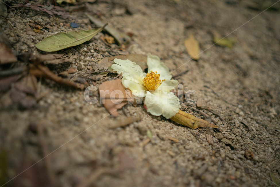꽃,들꽃,flower,야생화,낙화,flora,wildflower,꽃,flower