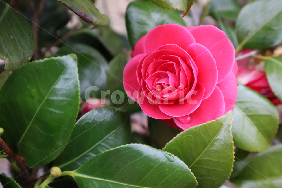 동백꽃,꽃,예쁜꽃,쉼,아름다움,자연,봄,spring,camellia