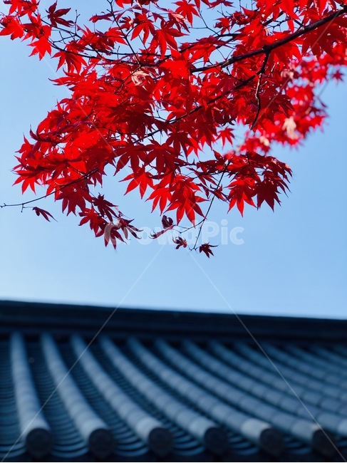 가을,낙엽,빨간색,레드,red,기와,하늘,가을,계절,fall,autumn,season,한국전통,한국문화,korean traditional,korean culture,건축물,건물외관,exterior,building,structure,architecture,construction,plant,식물,leaf,잎,tree,나무
