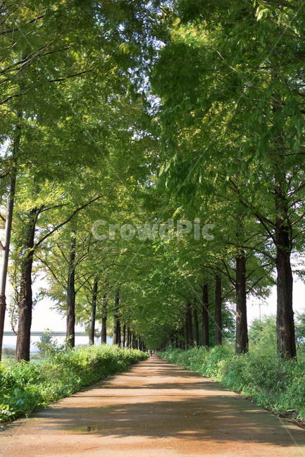 outdoors,옥외,plant,식물,grass,잔디,tree,road,메타세콰이어,산책,자연,풍경,nature,landscape