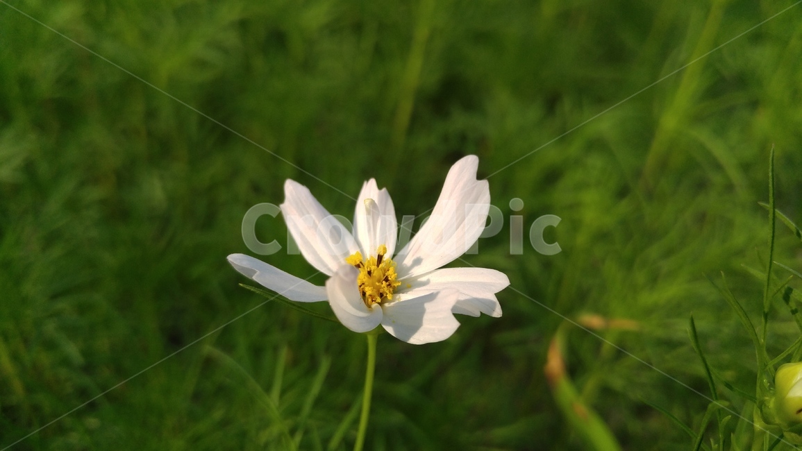 코스모스,꽃잎,흰꽃,꽃,식물,녹색,plant,cosmos,pollen,식물,자연,plants,nature,꽃,flower