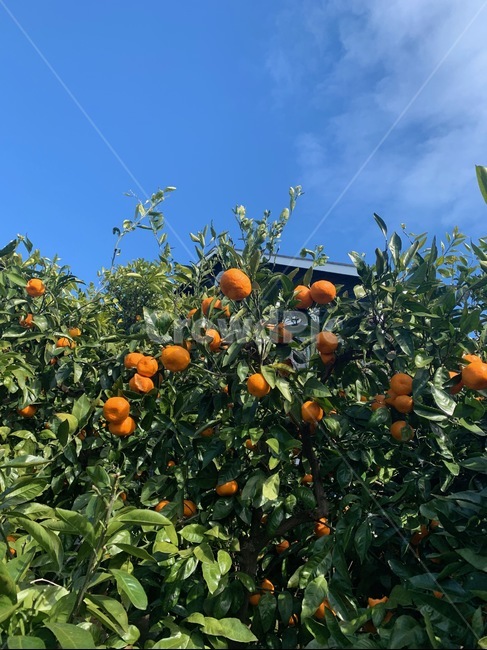 제주감귤,감귤,귤밭,제주,나무,하늘,열매,봄,mandarin,spring,sky,jeju,tree,식물,자연,plants,nature,과일,열매,fruit