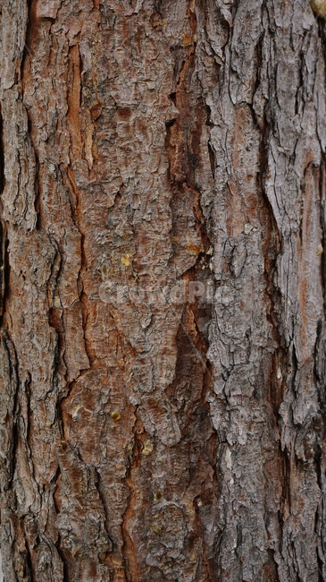 소나무,나무무늬,tree,나무,나무껍질,소나무껍질,plant,갈색,brown,식물,treetrunk,거친,나무,trees,wood