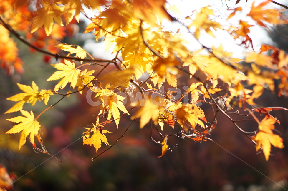 가을,단풍,풍경,빛,빨강,leaf,잎,plant,식물,tree,나무