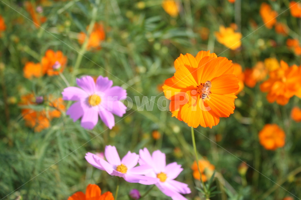 황코스모스,황국화,코스모스,꽃,flower,제라늄,geranium,가을,계절,fall,autumn,season,식물,자연,plants,nature,꽃,flower,plant,blossom