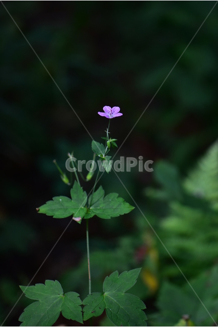 큰세잎쥐손이,야생화,식물,자연,꽃,생태,힐링,플라워,wildflower,flower,plants,nature,season,감성,느낌,emotion,feeling,여름,분홍색,여러해살이풀,쥐손이풀과,쥐손이풀속,식물,자연,plants,nature,꽃,flower