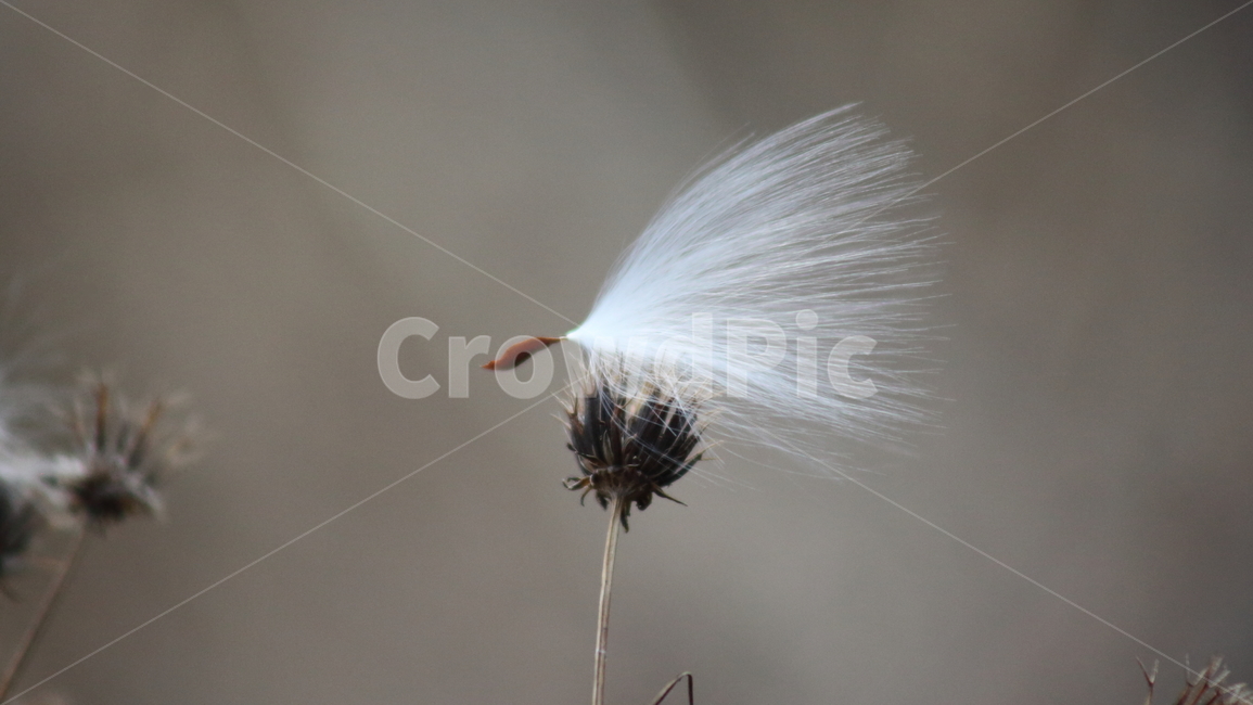 박주가리,씨앗,종자,식물,seed,식물,자연,plants,nature