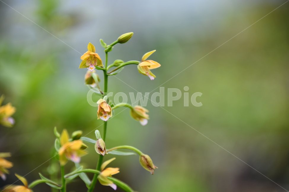 꽃,자연,식물,야생화,nature,flower,감성,feeling,배경,백그라운드